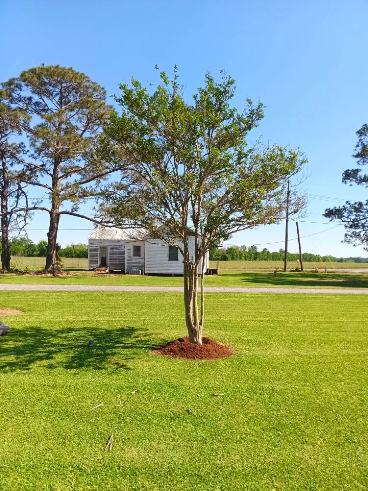 Custom outdoor landscaping for homes across Saint Martinville, LA - Champs Services