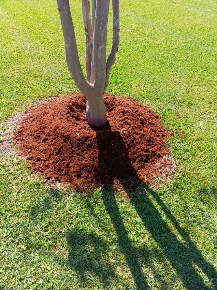 Expert lawn care service experts serving Saint Martinville, LA - Champs Services