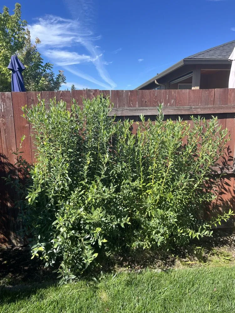 Top-rated outdoor landscaping in Woodland, WA - Champs Yard Solutions