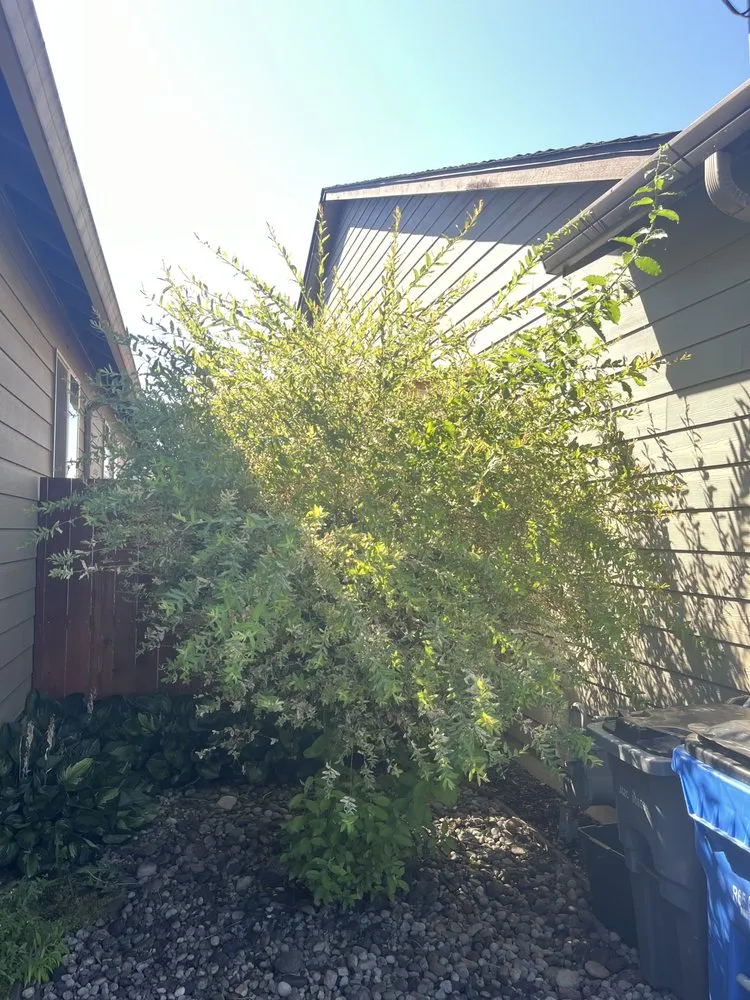 Professional landscaping services with custom design in Woodland, WA by Champs Yard Solutions