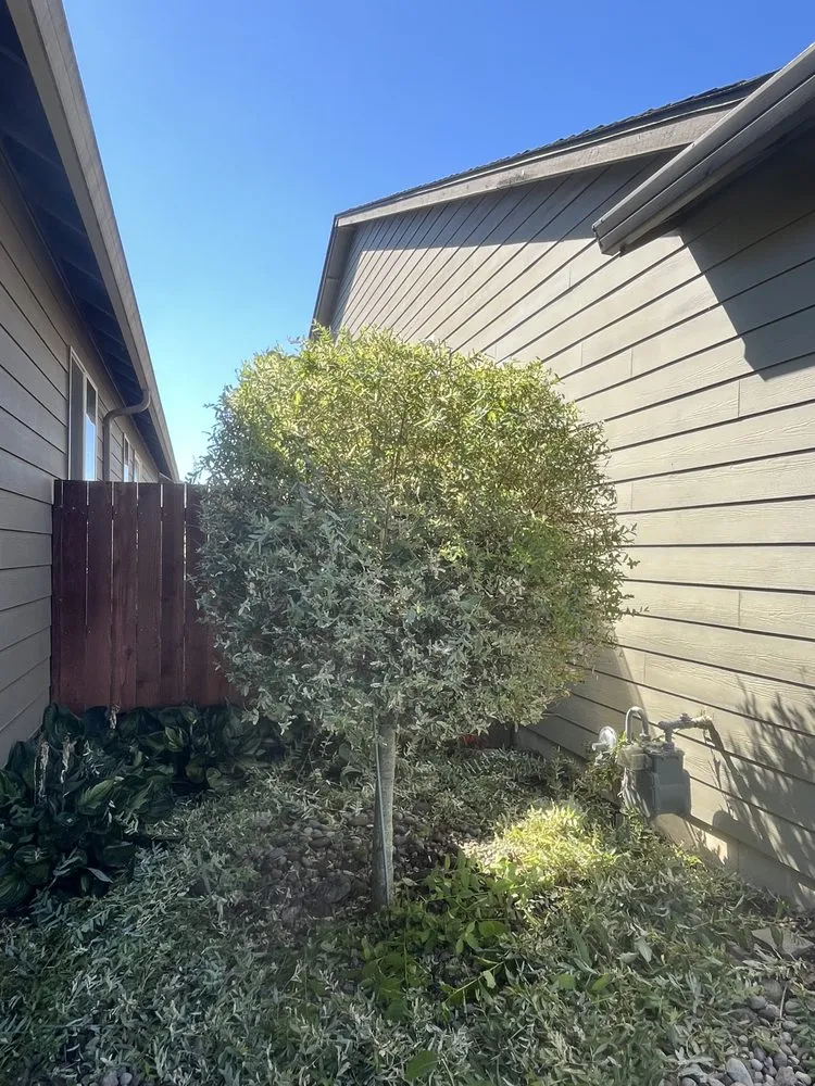 Custom landscape design for year-round maintenance across Woodland, WA - Champs Yard Solutions