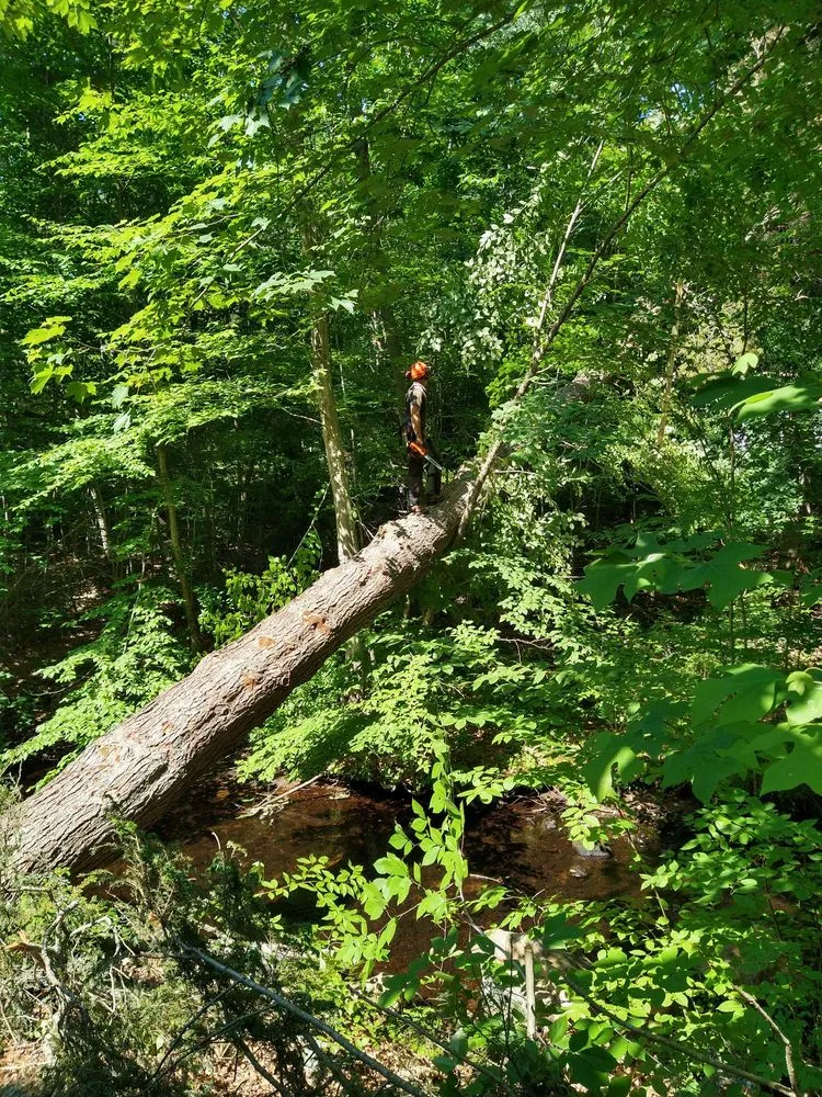 Expert landscaping services in Oakdale, CT by Champspro Property Services