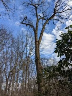 Professional yard cleanup service experts serving Oakdale, CT - Champspro Property Services