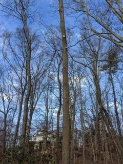 Top-rated landscape design in Oakdale, CT by Champspro Property Services