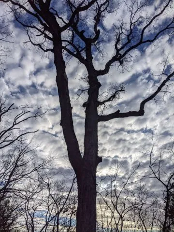 Expert landscaping services experts serving Oakdale, CT - Champspro Property Services