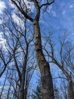 Trusted yard maintenance near you in Oakdale, CT by Champspro Property Services