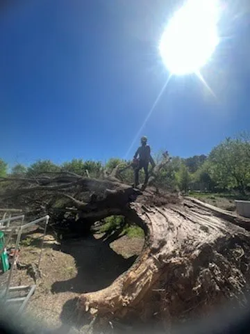 Trusted lawn care service for homes in Ellijay, GA by Chanax Tree Service And Landscaping