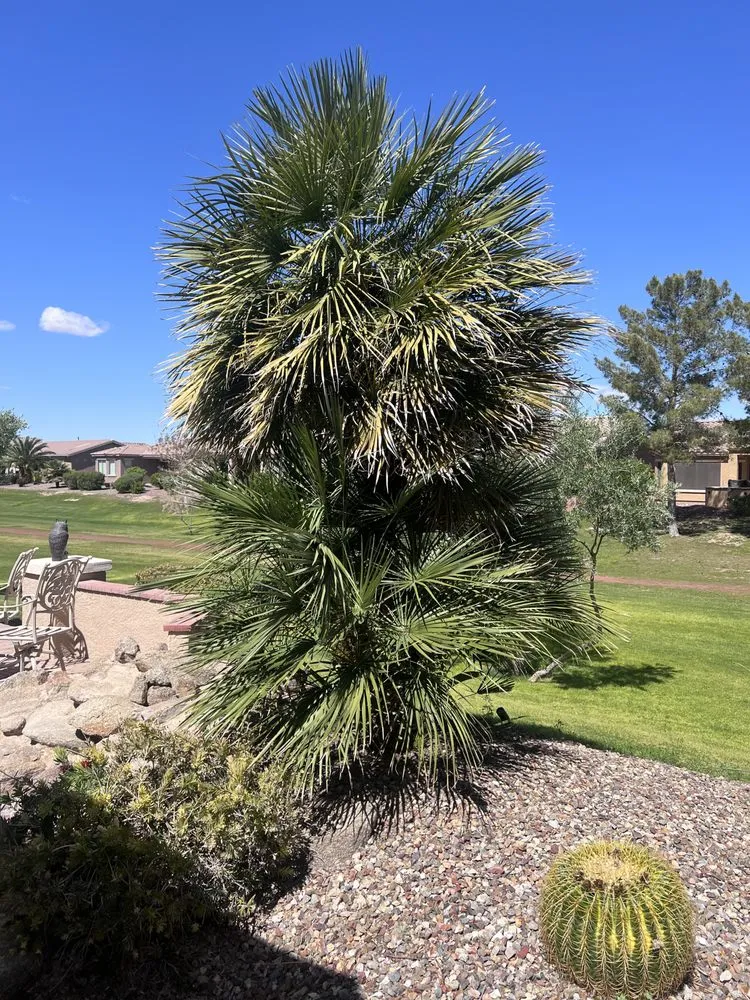 Reliable yard cleanup service in Chandler, AZ - Chandler Lawn care