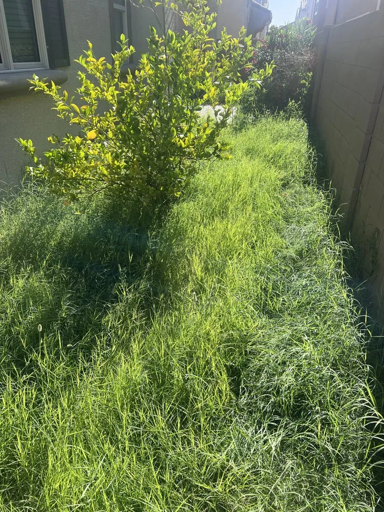 Reliable outdoor landscaping experts serving Chandler, AZ - Chandler Lawn care