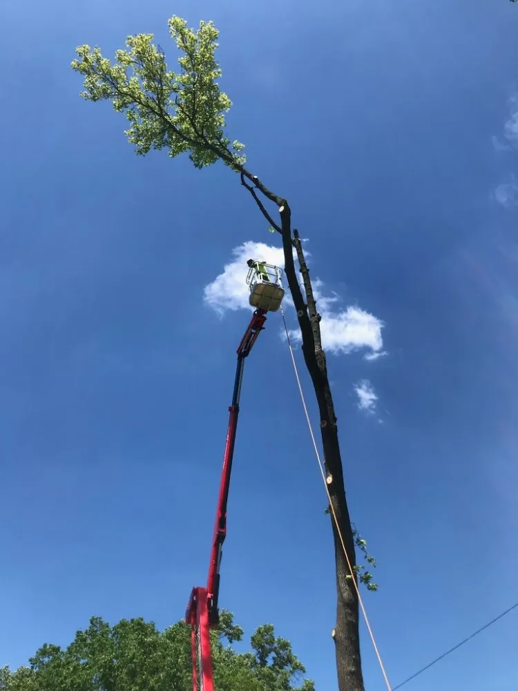 Professional yard maintenance in Perryville, MO by Chandler Outdoor Services