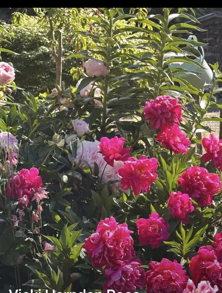 Local yard cleanup service in Bellingham, WA - Chandra's Lawn Care and Landscaping old Company