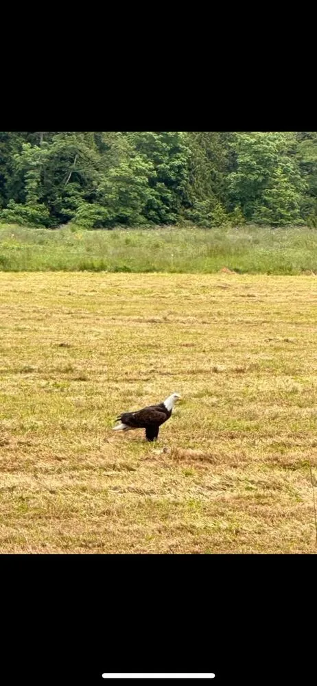 Reliable lawn care service with custom design in Bellingham, WA by Chandra's Lawn Care and Landscaping old Company