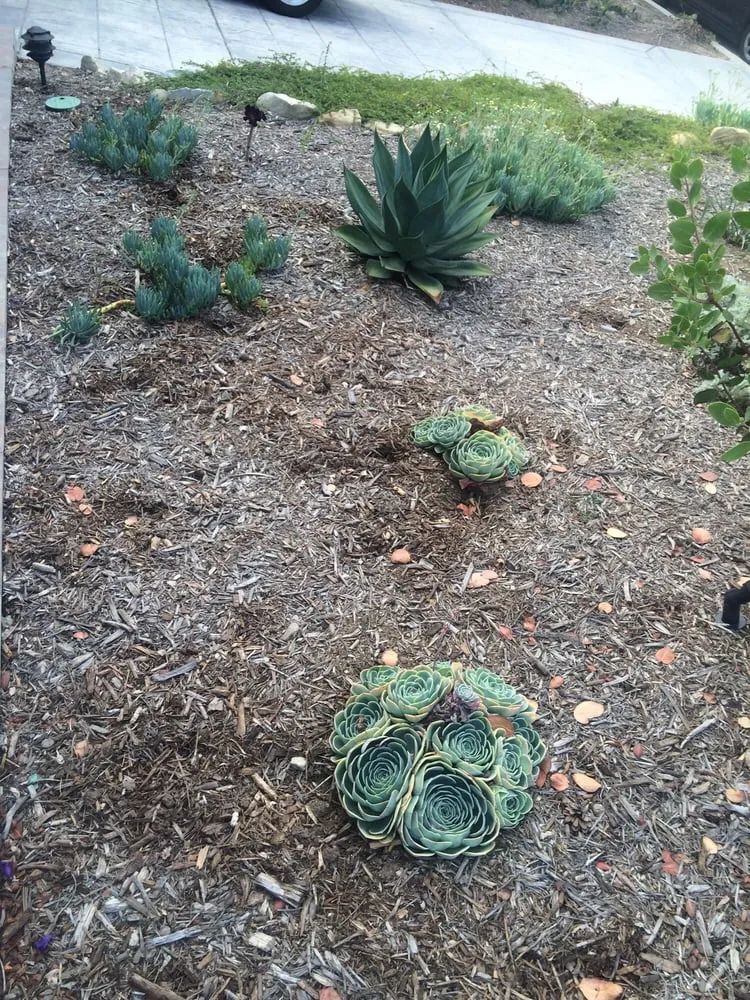 Professional lawn care service experts serving Ventura, CA - Channel Islands Landscape and Design