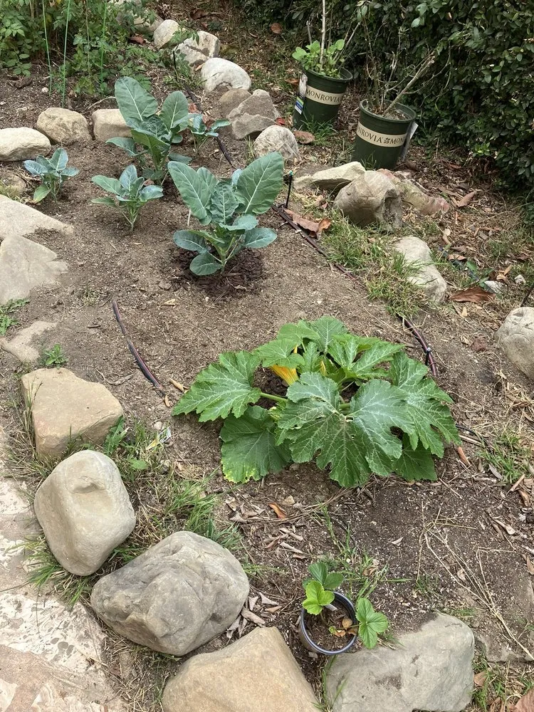 Expert outdoor landscaping for outdoor upgrades across Ventura, CA - Channel Islands Landscape and Design