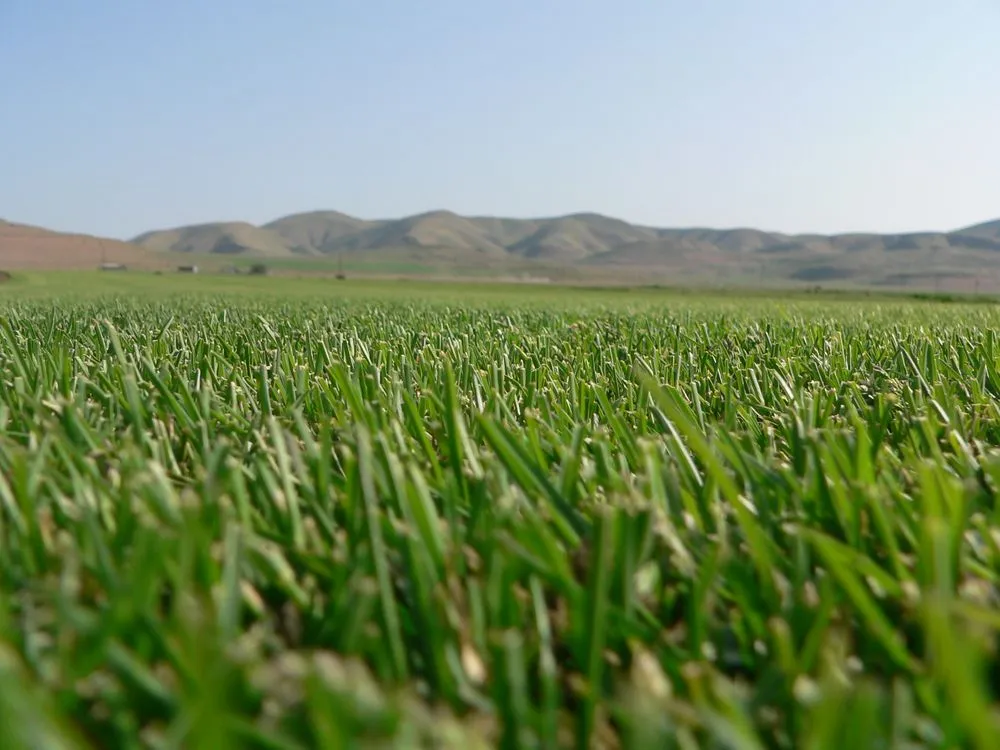 Reliable residential landscaping for year-round maintenance in Kaysville, UT by Chanshare Sod Farm