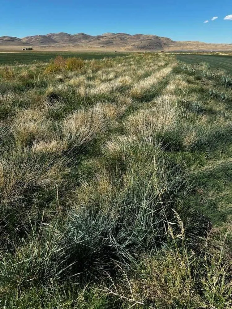 Expert landscape design in Kaysville, UT - Chanshare Sod Farm