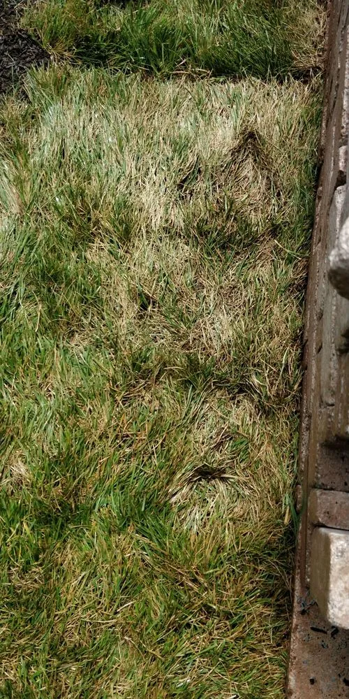 Trusted outdoor landscaping in Sterling, VA by Chantilly Turf Farms