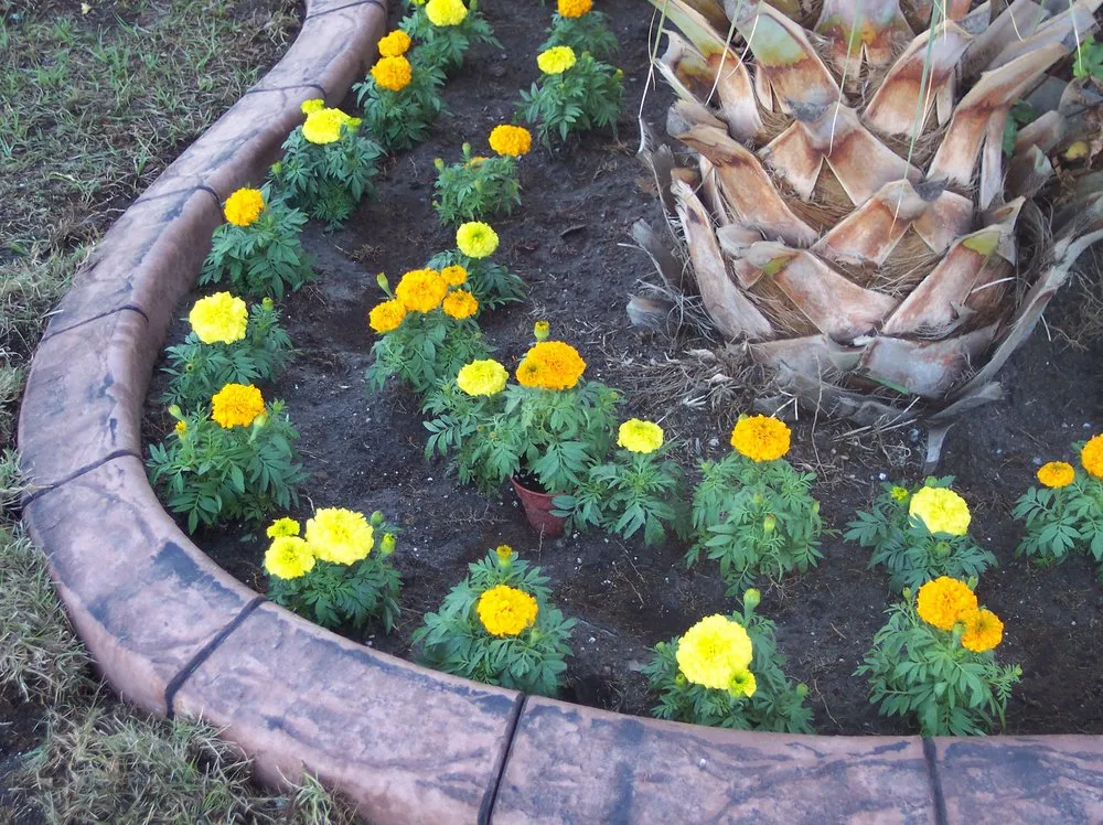 Top-rated residential landscaping experts serving Wesley Chapel, FL - Chapel Curbz