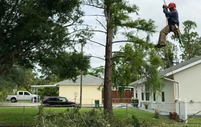 Local yard cleanup service for year-round maintenance across Naples, FL - Chapin Tree Climber