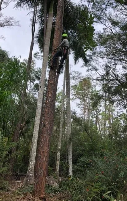 Local lawn care service with custom design across Naples, FL - Chapin Tree Climber