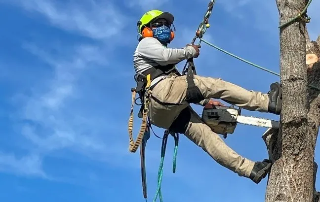 Trusted residential landscaping for outdoor upgrades across Naples, FL - Chapin Tree Climber