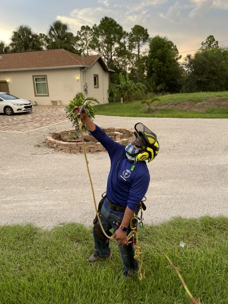 Affordable landscape design in Naples, FL by Chapin Tree Climber