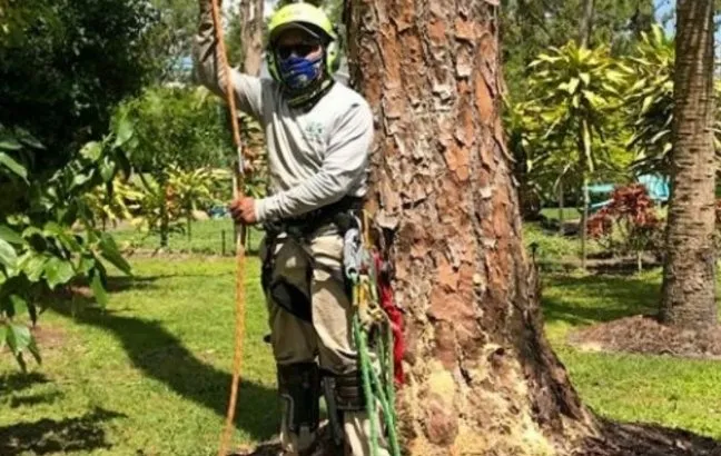 Custom outdoor landscaping in Naples, FL - Chapin Tree Climber