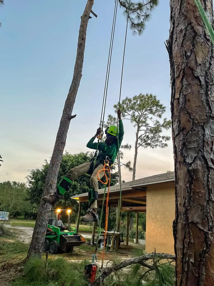 Reliable residential landscaping in Naples, FL - Chapin Tree Climber