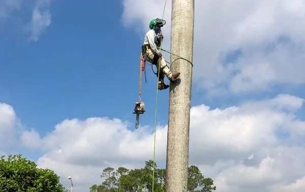 Chapin Tree Climber Logo