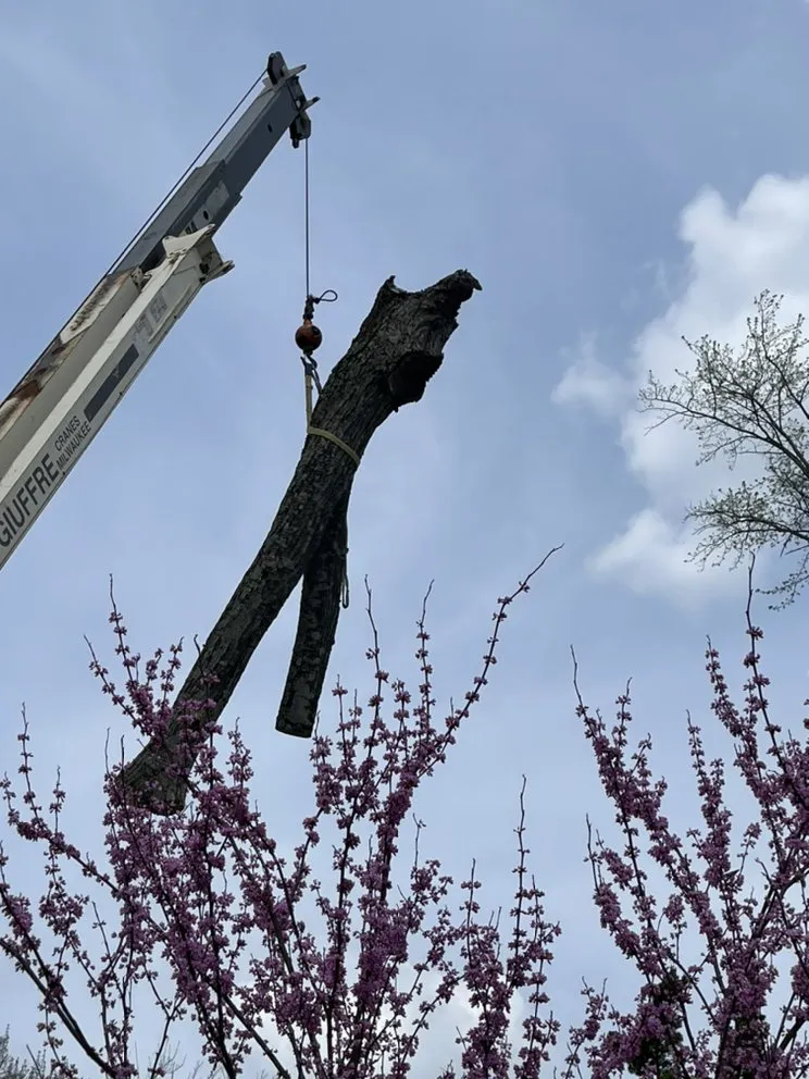 Reliable landscape design for beautiful yards in Shelbyville, KY by Chapin Tree Service