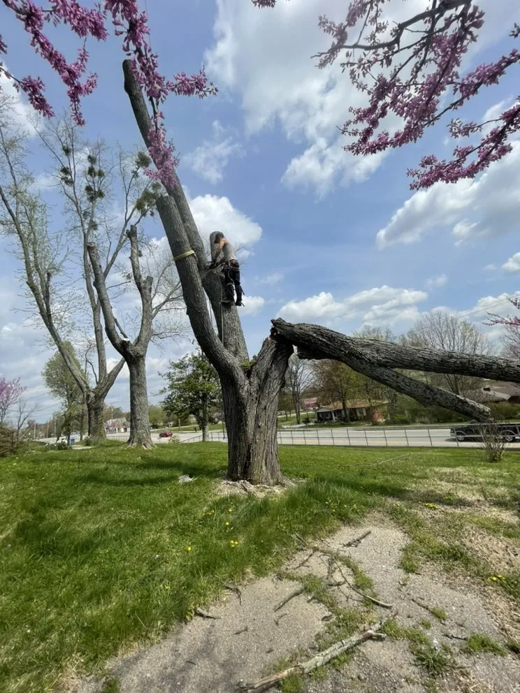 Expert garden landscaping experts serving Shelbyville, KY - Chapin Tree Service