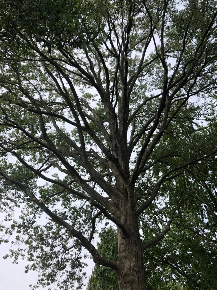 Professional garden landscaping for homes across Shelbyville, KY - Chapin Tree Service