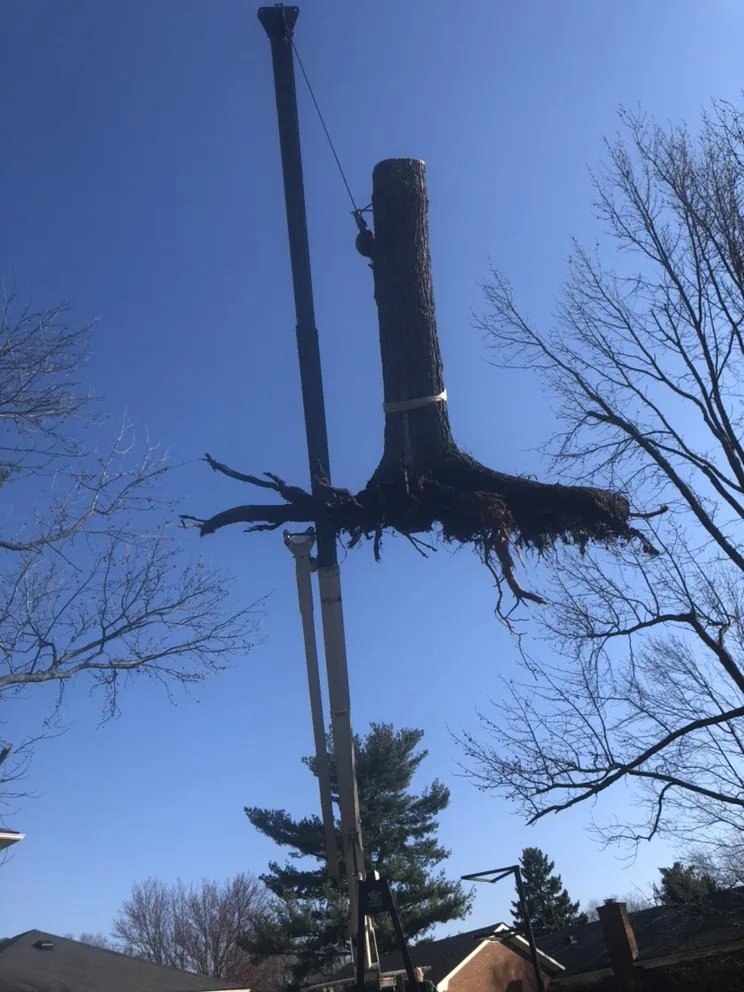 Trusted landscaping services for residential properties in Shelbyville, KY by Chapin Tree Service