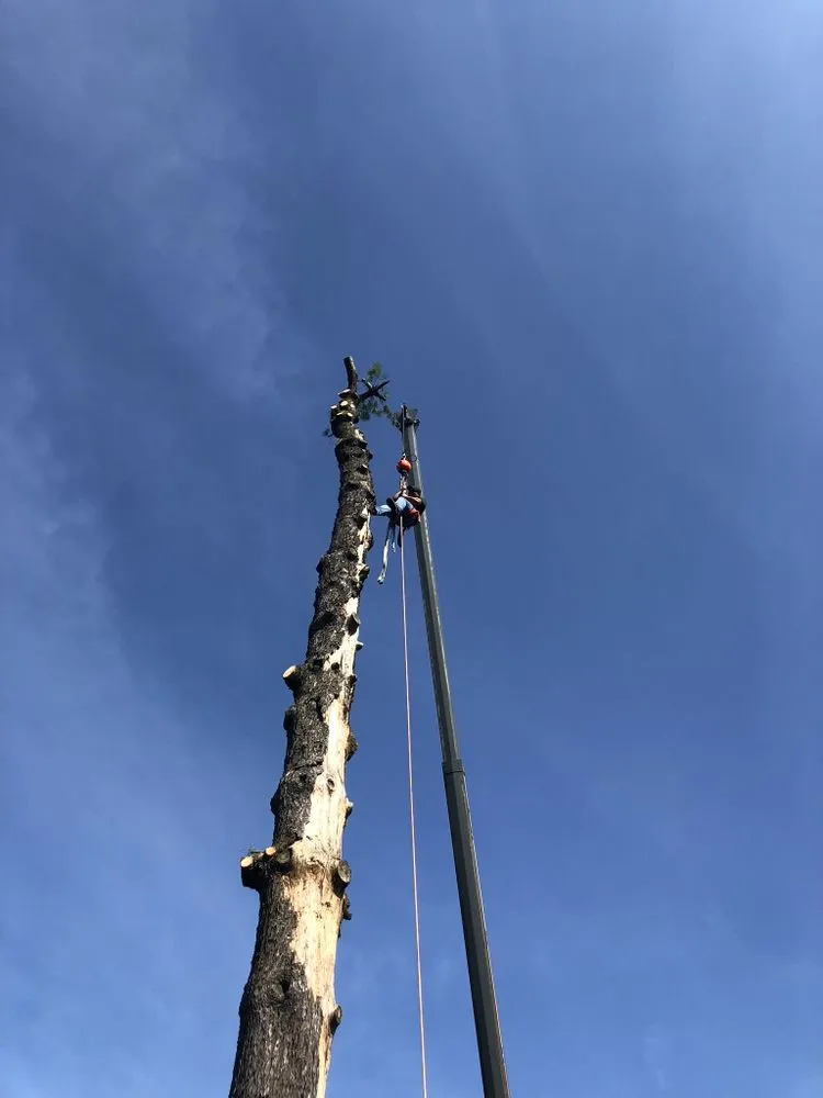 Expert lawn care service near you in Shelbyville, KY by Chapin Tree Service