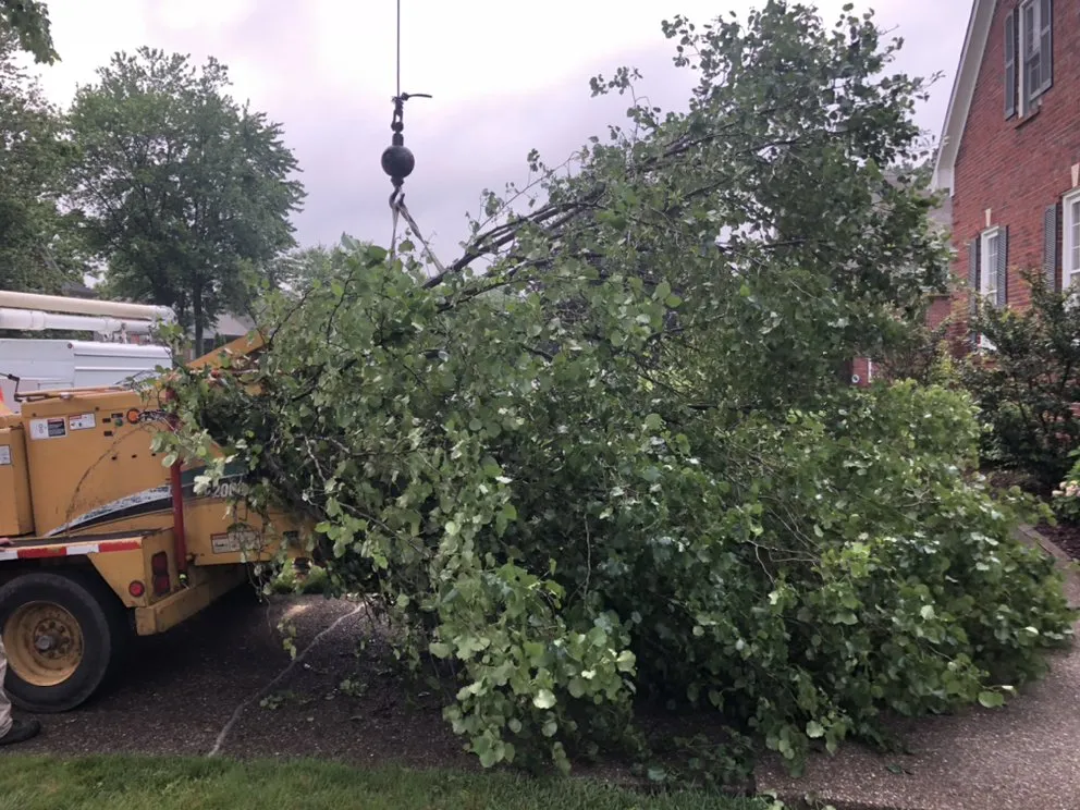 Trusted yard cleanup service experts serving Shelbyville, KY - Chapin Tree Service