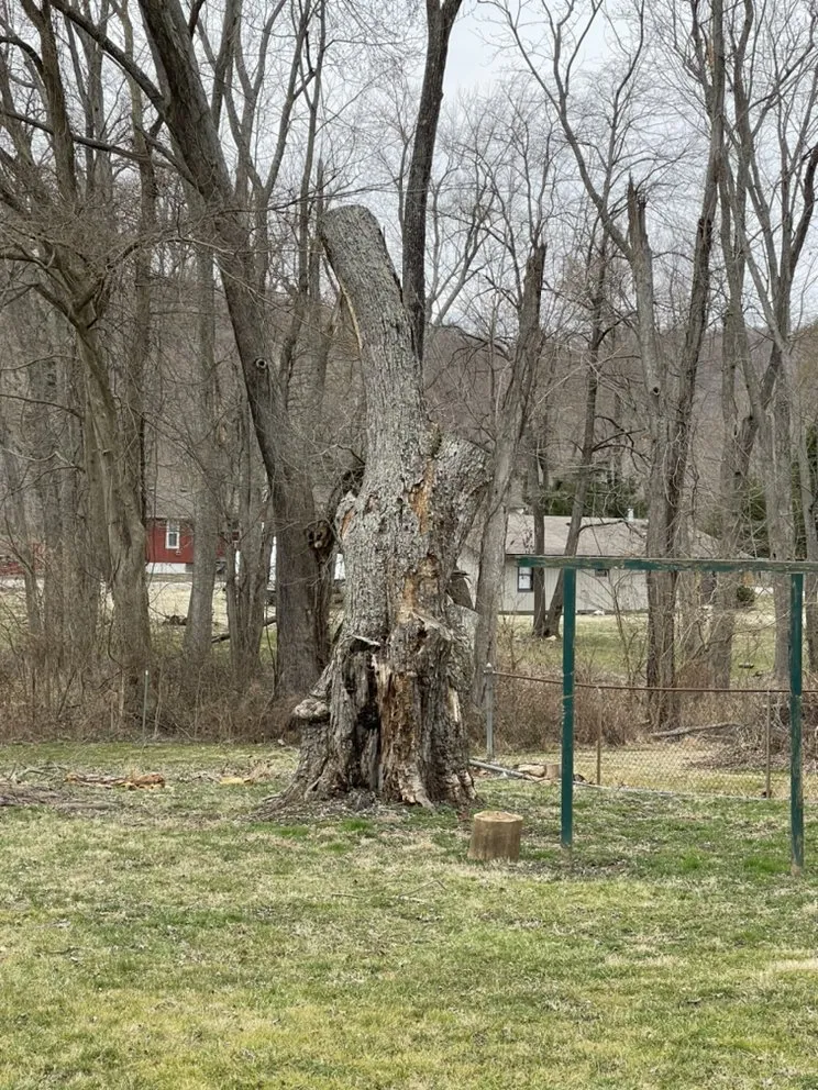 Custom lawn care service in Shelbyville, KY - Chapin Tree Service