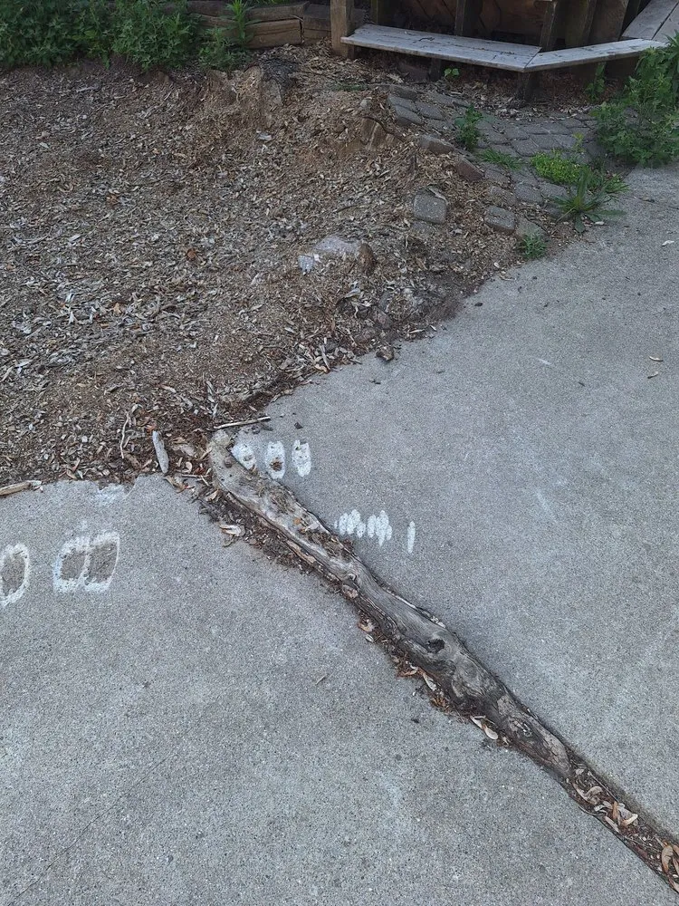 Reliable yard cleanup service in Waterford Township, MI by Chapines Tree Service Landscaping