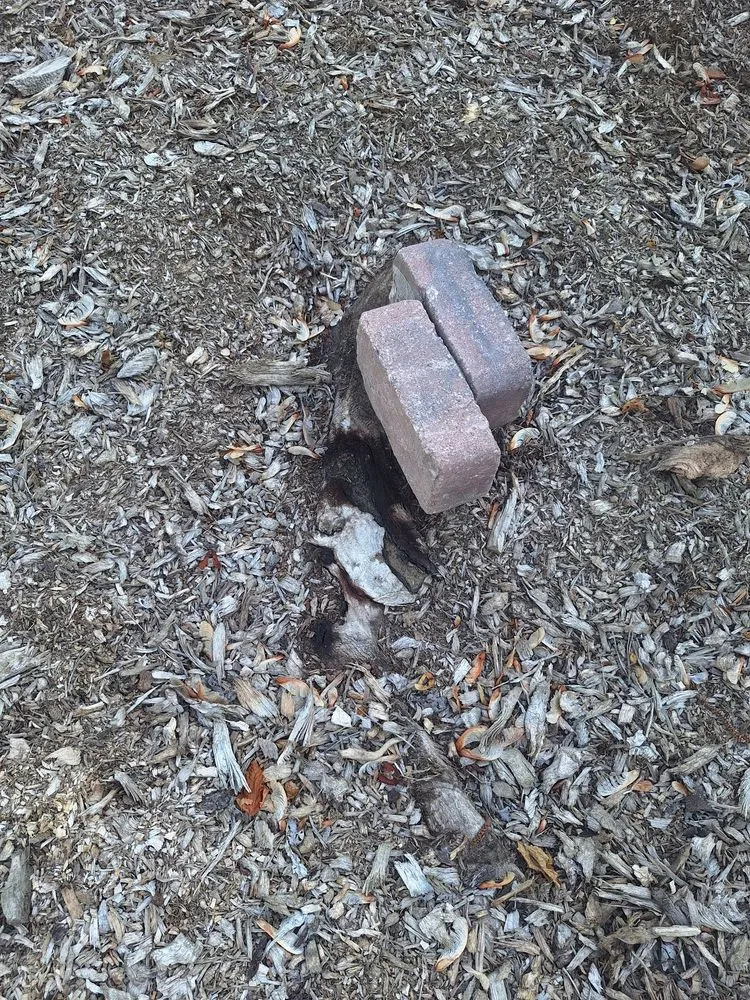 Reliable lawn care service in Waterford Township, MI - Chapines Tree Service Landscaping