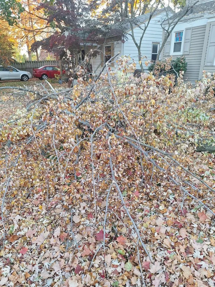 Expert yard maintenance in Waterford Township, MI - Chapines Tree Service Landscaping