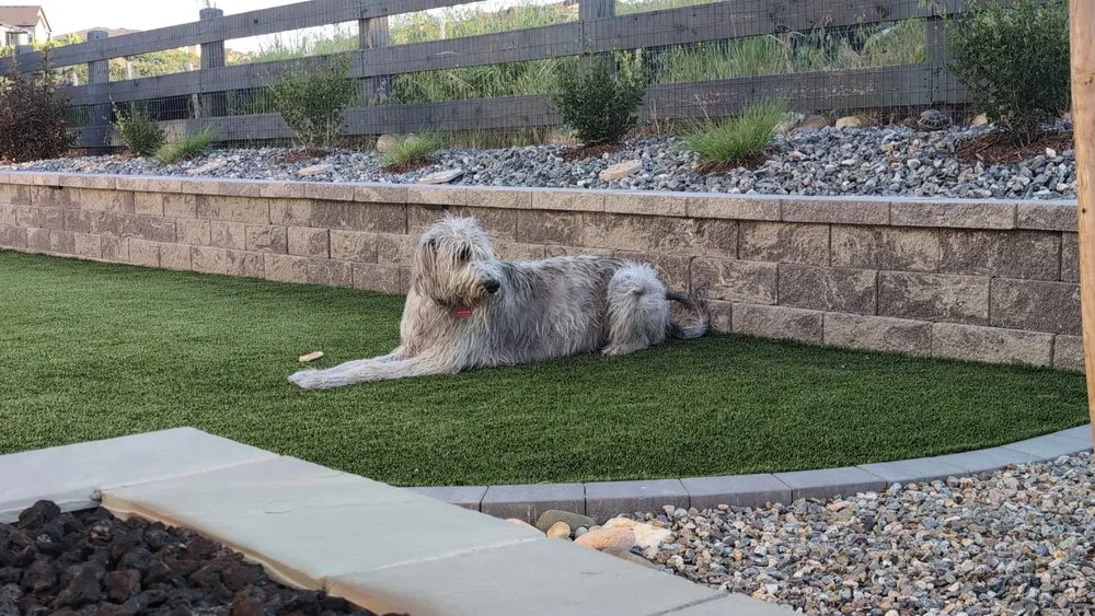 Expert lawn mowing service experts serving Parker, CO - Chappell at Your Service