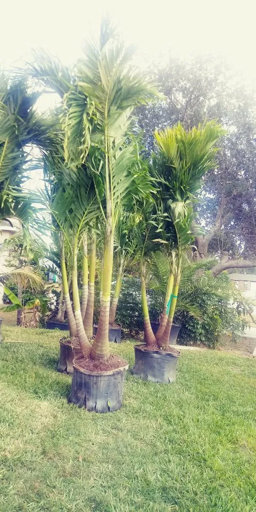 Top-rated residential landscaping experts serving Palm Bay, FL - Charles B Lawn Services