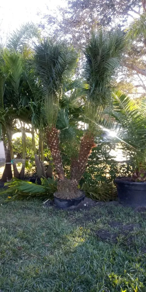 Custom landscape design experts serving Palm Bay, FL - Charles B Lawn Services