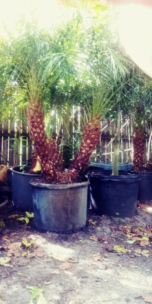 Professional landscaping services with custom design across Palm Bay, FL - Charles B Lawn Services