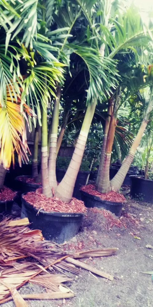 Custom yard maintenance in Palm Bay, FL by Charles B Lawn Services