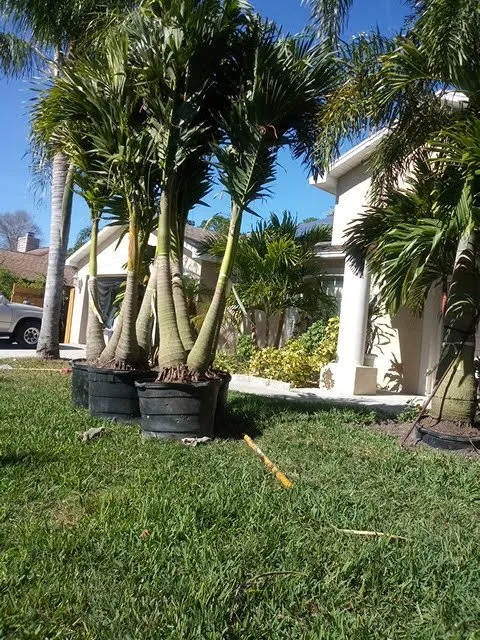 Reliable yard maintenance experts serving Palm Bay, FL - Charles B Lawn Services
