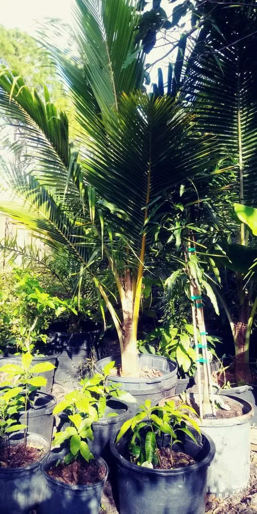 Custom lawn care service in Palm Bay, FL by Charles B Lawn Services