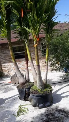 Charles B Lawn Services Logo