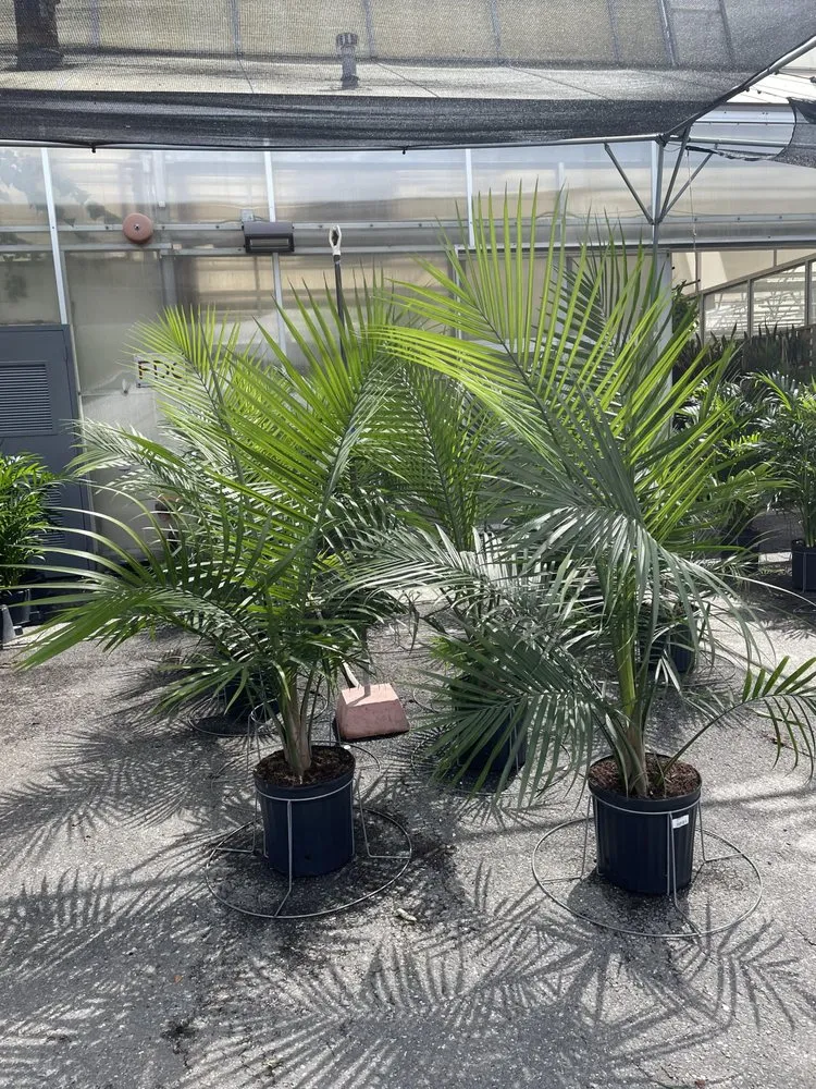 Affordable yard maintenance with custom design in Franklin Square, NY by Charles Landscaping