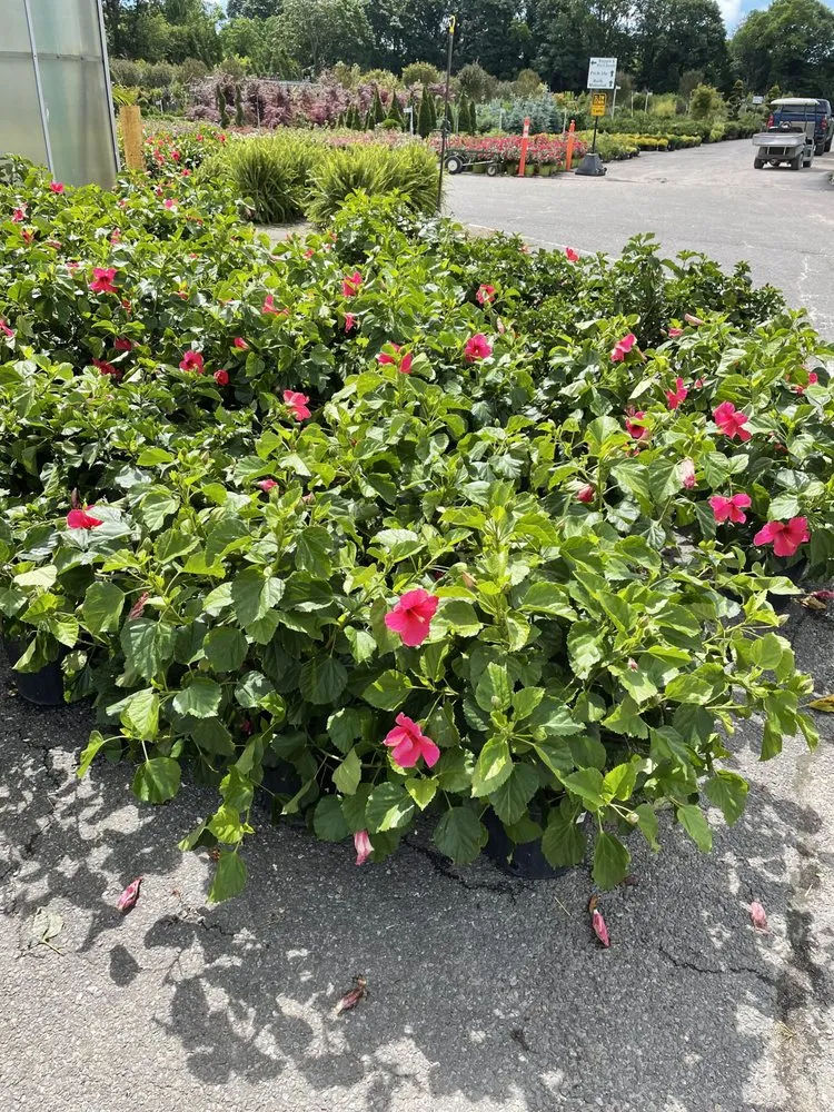 Top-rated residential landscaping in Franklin Square, NY by Charles Landscaping