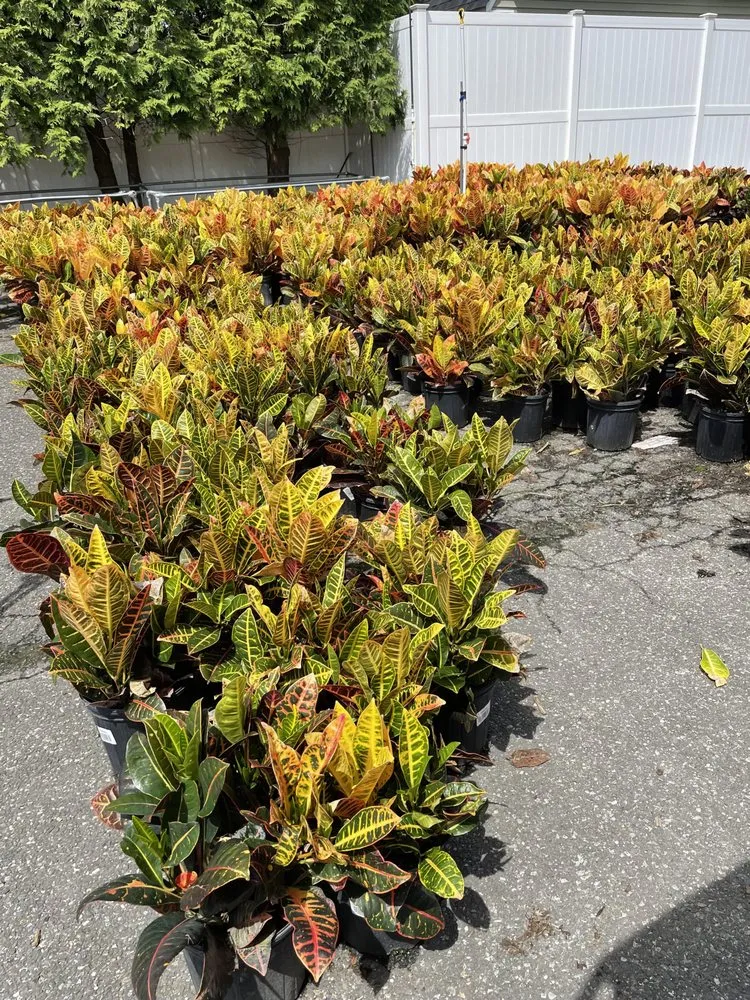 Reliable lawn care service in Franklin Square, NY by Charles Landscaping